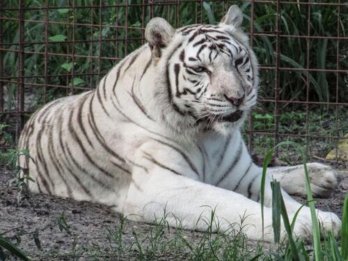 Indija istražuje zoološki vrt kojim upravlja sin najbogatije osobe u Aziji