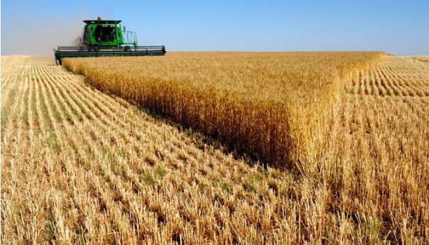 Indija: Otvorena mogućnost izvoza žita u ugrožene države