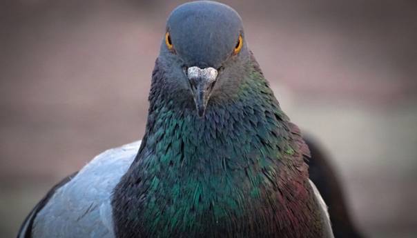 Indijci zaključili da ulovljeni golub ipak nije špijunirao za Pakistan