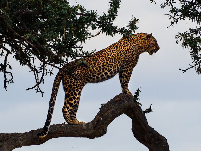 Indonezija: Leopard uhvaćen ispred hotela punog gostiju