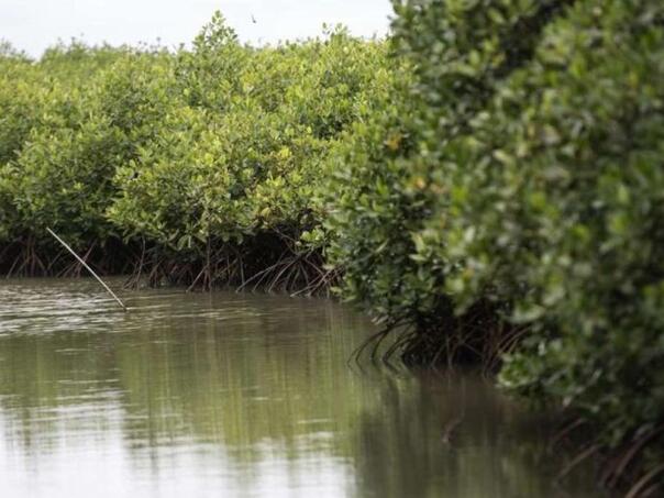 Indonezija obustavila sječu drveta u mangrovim šumama radi zaštite ekosistema