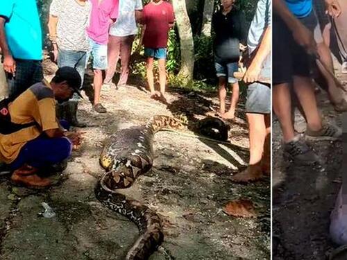 Indonezija: Piton od 8,5 metara progutao farmera