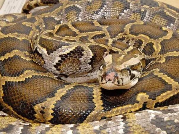 Indonezija: Ženu progutala zmija od devet metara