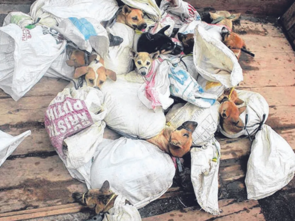 Jakarta zabranila konzumaciju psećeg i mačijeg mesa