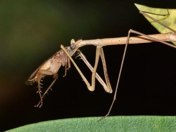 "Insekt-grančica" primijećen u Australiji: Znate li koliko je težak?