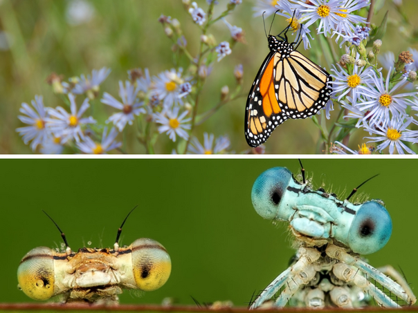 Insekti nestaju zabrinjavajućom brzinom