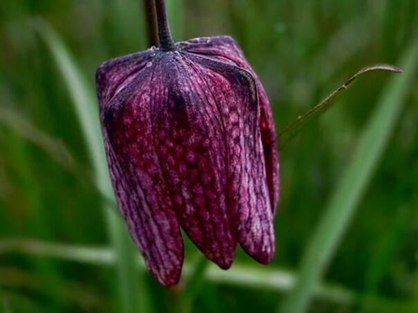 Inspekcijskim nadzorom smanjena nezakonita prodaja zaštićene biljke