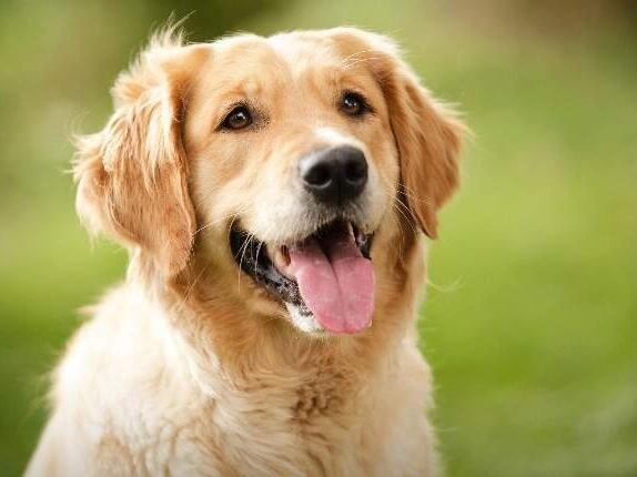 Instinkt i emocije: Šta pas pokušava "reći" kada vas liže