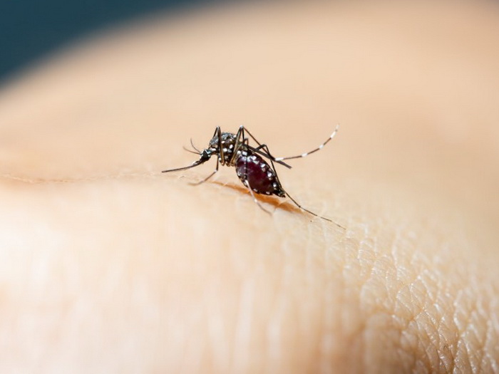 INZ: Šta treba znati i kako prevenirati zarazu Virusom Zapadnog Nila