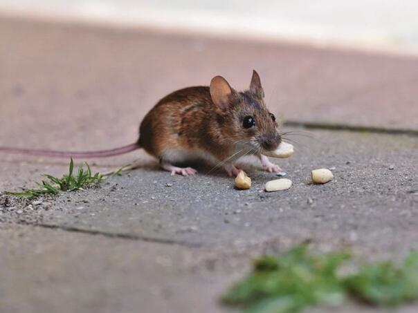 Iskoristite ovu biljku i miševi se nikada neće pojaviti