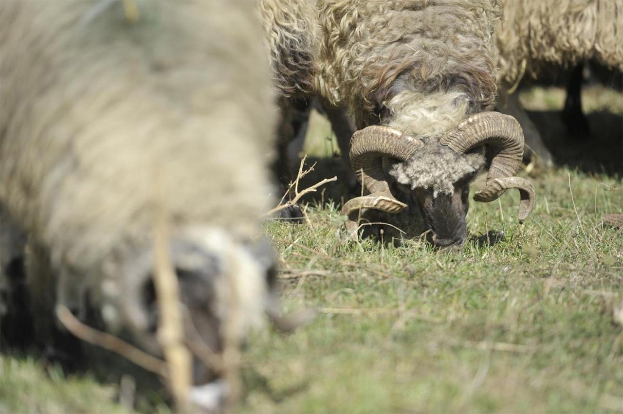 Islamska zajednica u BiH poziva vjernike da lično žrtvuju kurbane