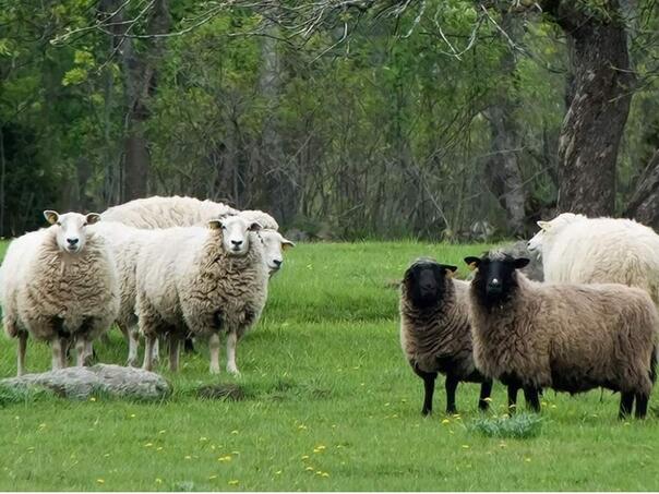 Islamski propisi o kurbanu