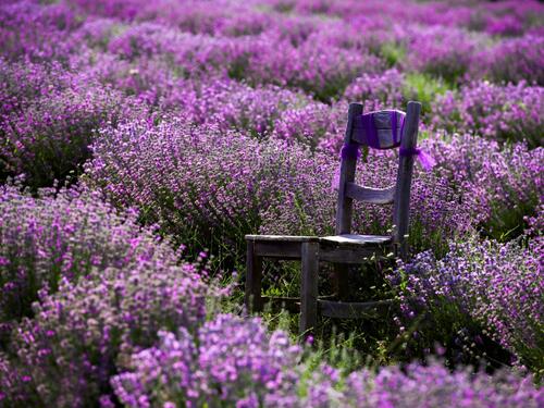 Isparta, cvjetni raj Turske
