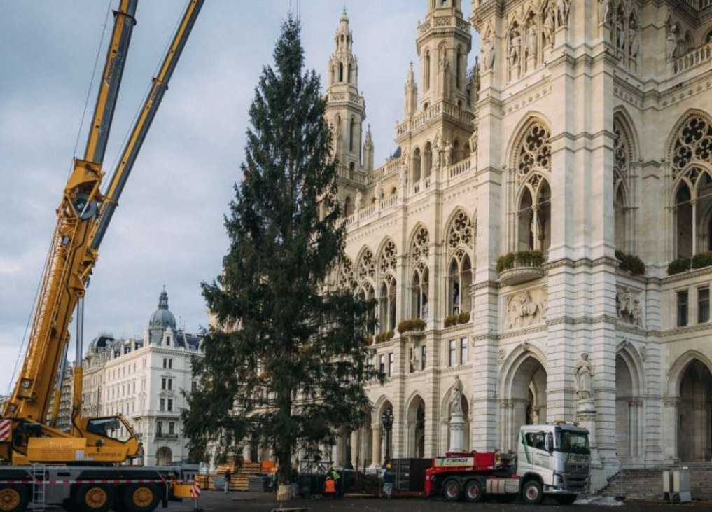 Ispred bečke gradske vijećnice postavljena smreka visoka 28 metara za zimski ugođaj