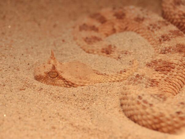 Italijan mora platiti kaznu jer ga je ugrizla zmija