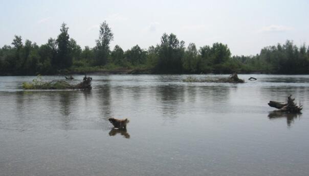 Iz rijeke Drine izvučeno tijelo