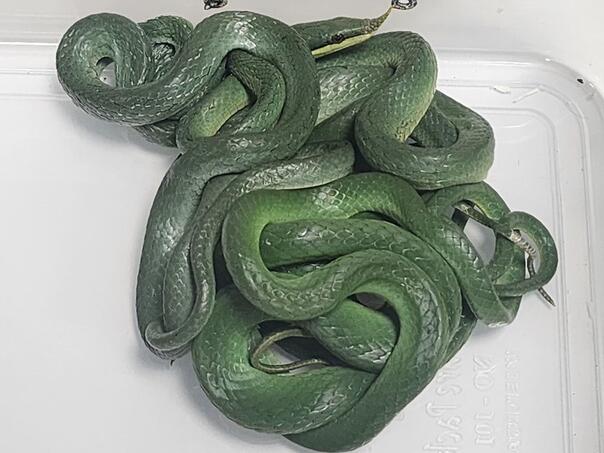 Iz Tajlanda za Indiju pokušao prošvercati 16 živih zmija