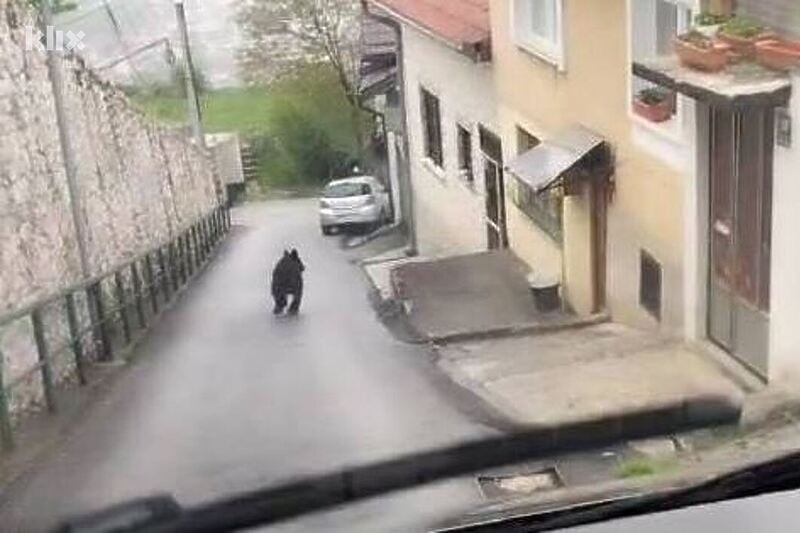 Iz Vlade KS o medvjedu na Vratniku: Ovo nije slučajna pojava