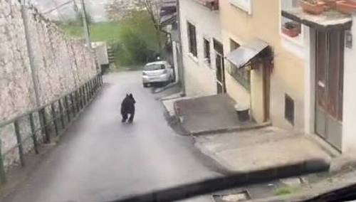 Iz Vlade KS o medvjedu na Vratniku: Ovo nije slučajna pojava