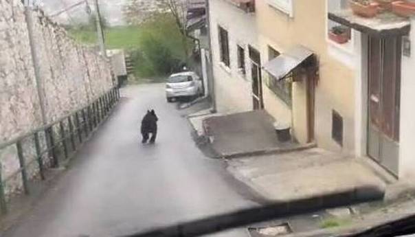 Iz Vlade KS o medvjedu na Vratniku: Ovo nije slučajna pojava