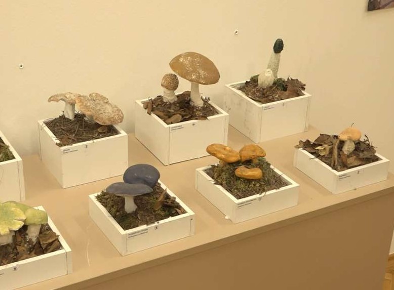 Izložba gljiva u Muzeju Kozare: Predstavljeno 70 vrsta, uključujući i otrovne