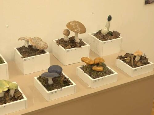 Izložba gljiva u Muzeju Kozare: Predstavljeno 70 vrsta, uključujući i otrovne