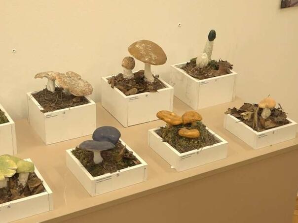 Izložba gljiva u Muzeju Kozare: Predstavljeno 70 vrsta, uključujući i otrovne