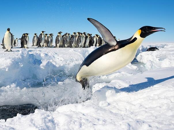 Iznenađenje u Australiji, na plaži se pojavio carski pingvin