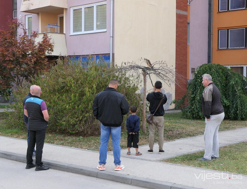Jastreb u centru Olova pozirao prolaznicima