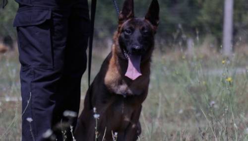 Jedan obučen pas može zamijeniti desetak deminera