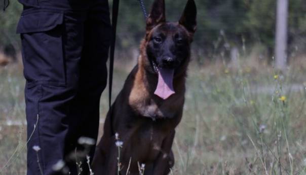 Jedan obučen pas može zamijeniti desetak deminera