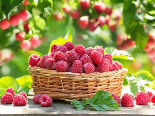 Jedete li ovo voće? Moglo bi vam pomoći da brže smršate