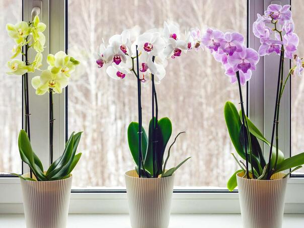 Jedna greška zbog koje orhideje prestaju cvjetati zimi