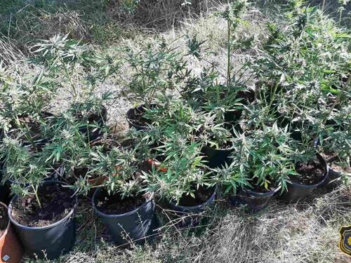 Jedno lice iz Čapljine uhapšeno, pronađeno 28 stabljika Cannabisa