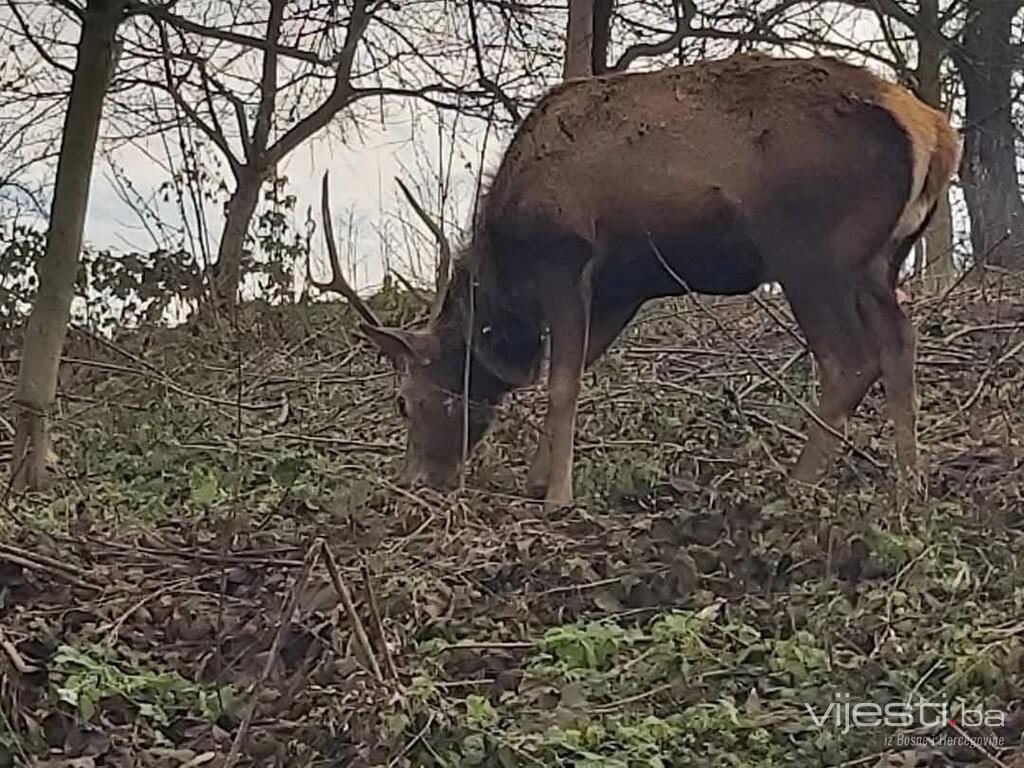 Jelen koji je lutao Tuzlom vraćen na Majevicu
