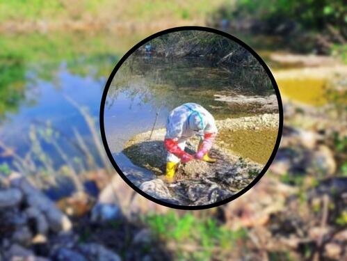 Jeziv prizor u Bijeljini: Deset uginulih svinja pronađeno na obali Drine