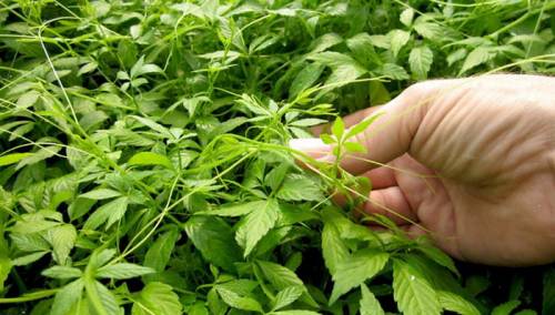 Jiaogulan - kineska biljka besmrtnosti