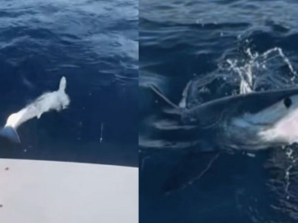 Još jedan morski pas ulovljen u Jadranu, vraćen je u more