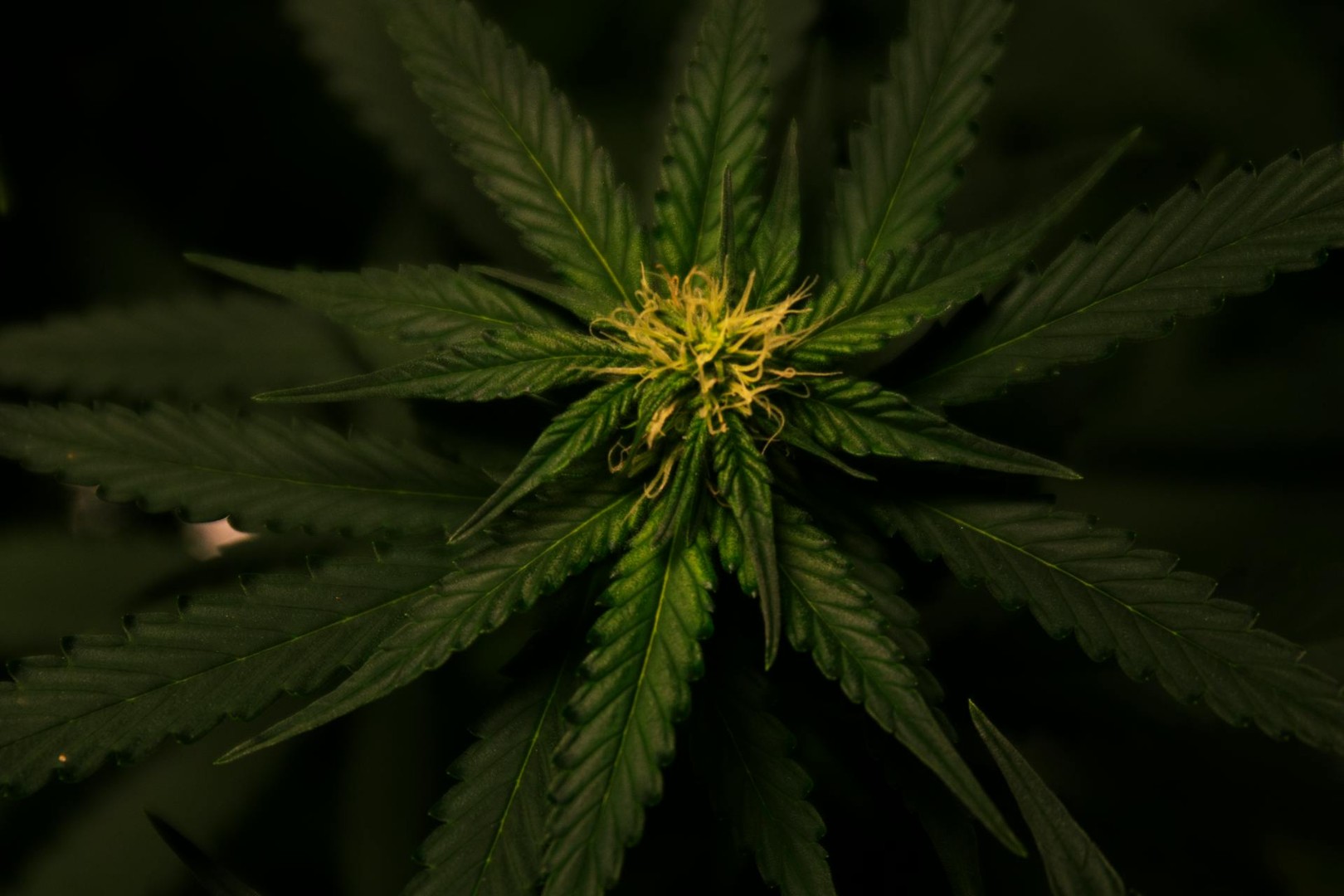 Još jedna evropska država legalizuje kanabis u medicinske svrhe