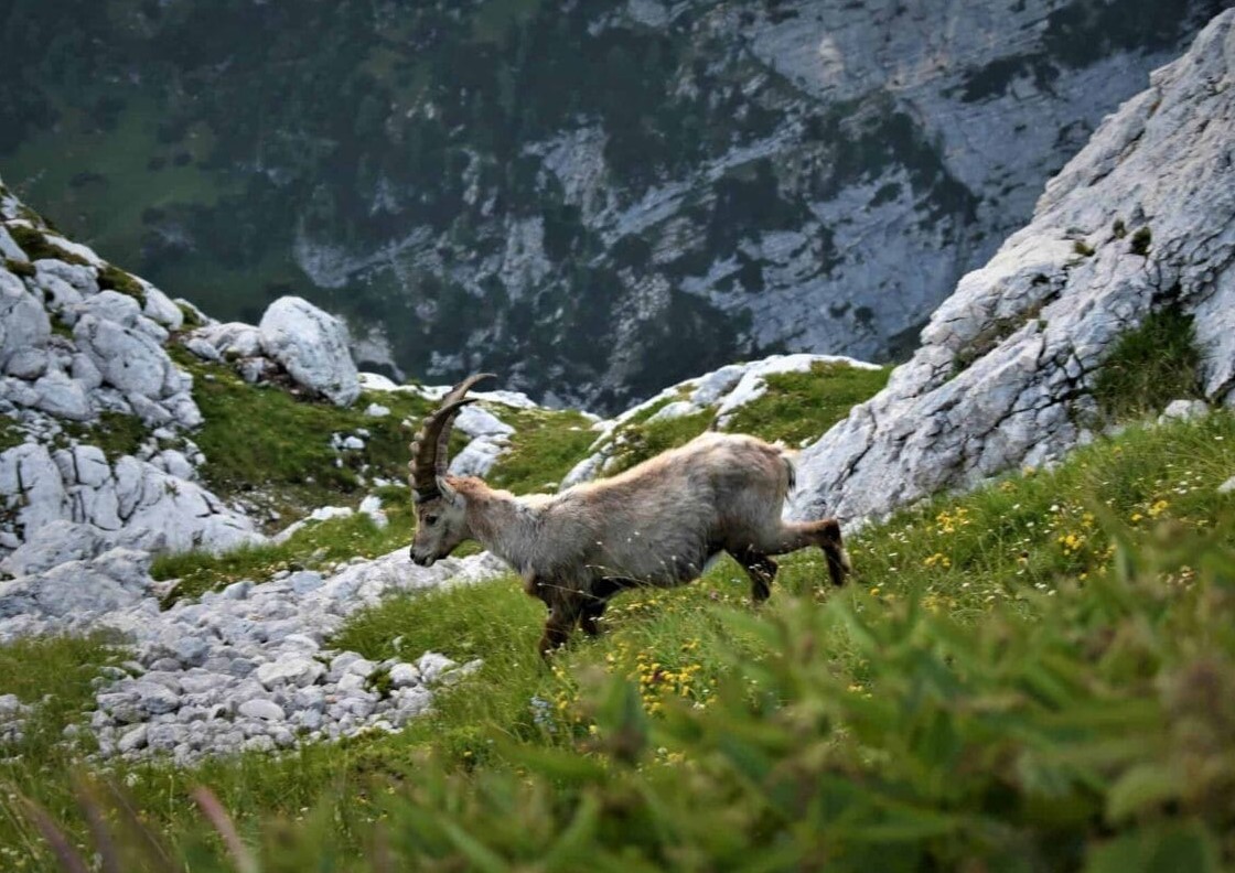 Julijske Alpe više ne mogu podnijeti toliki broj turista: Uskoro nova ograničenja