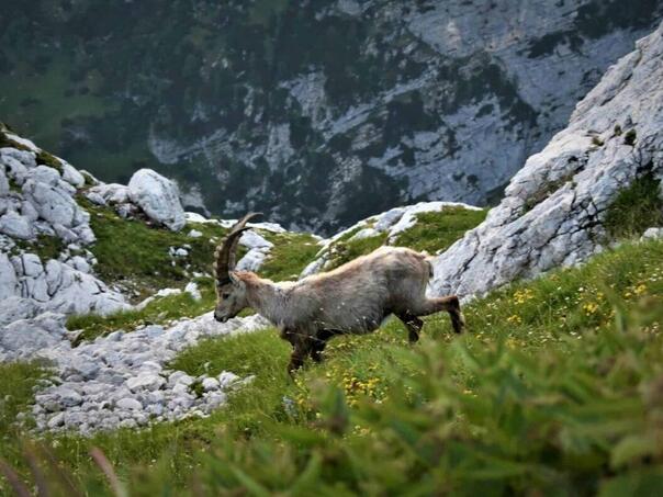 Julijske Alpe više ne mogu podnijeti toliki broj turista: Uskoro nova ograničenja