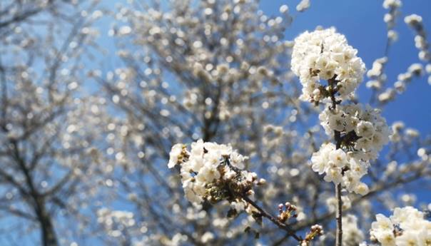 Jutros u Hercegovini i na zapadu Bosne oblačno, u ostatku zemlje pretežno vedro