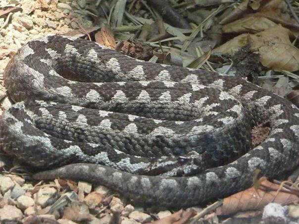 Kako izbjeći sukob sa poskokom ako naiđete na njega?