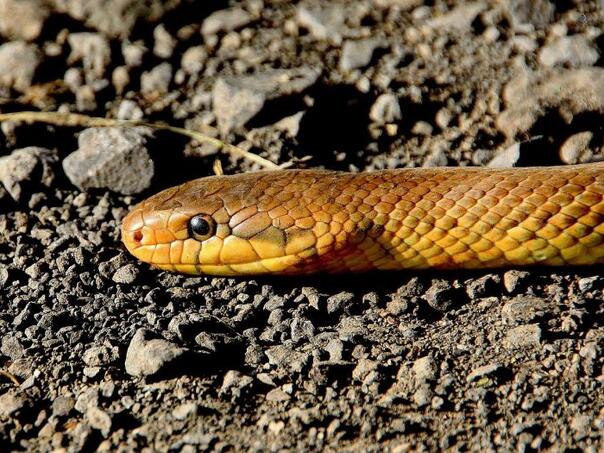 Kako otjerati zmije: Može vam pomoći prah koji već imate u kuhinji