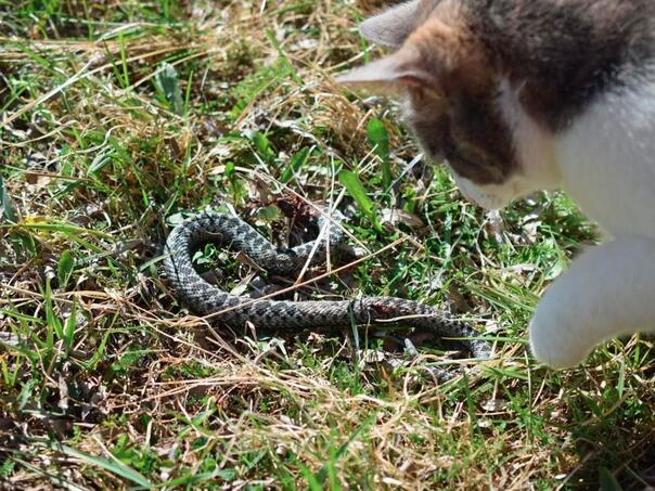 Kako otjerati zmije? Ovo stavite u dvorište pobjeći će veoma brzo