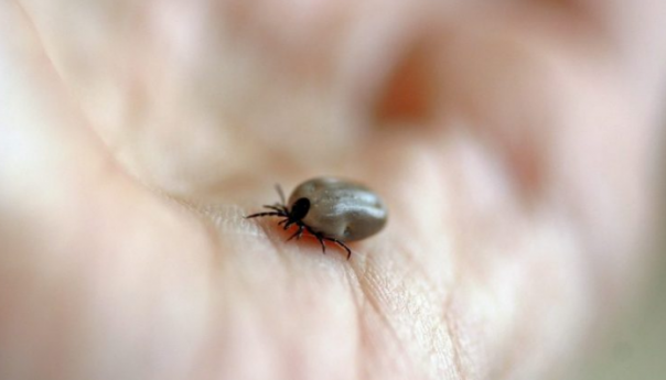 Kako prepoznati infektivni ujed krpelja?