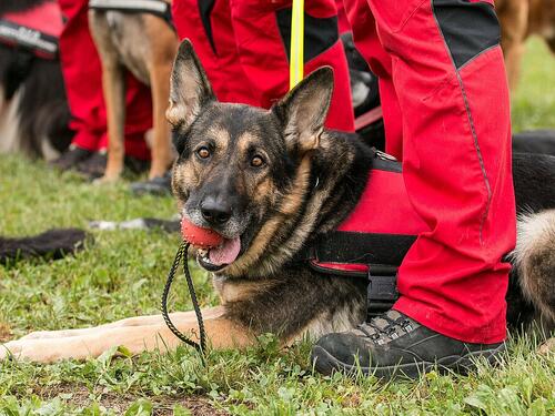 Kako psi osjećaju katastrofe: Nauka objašnjava njihove nevjerovatne moći
