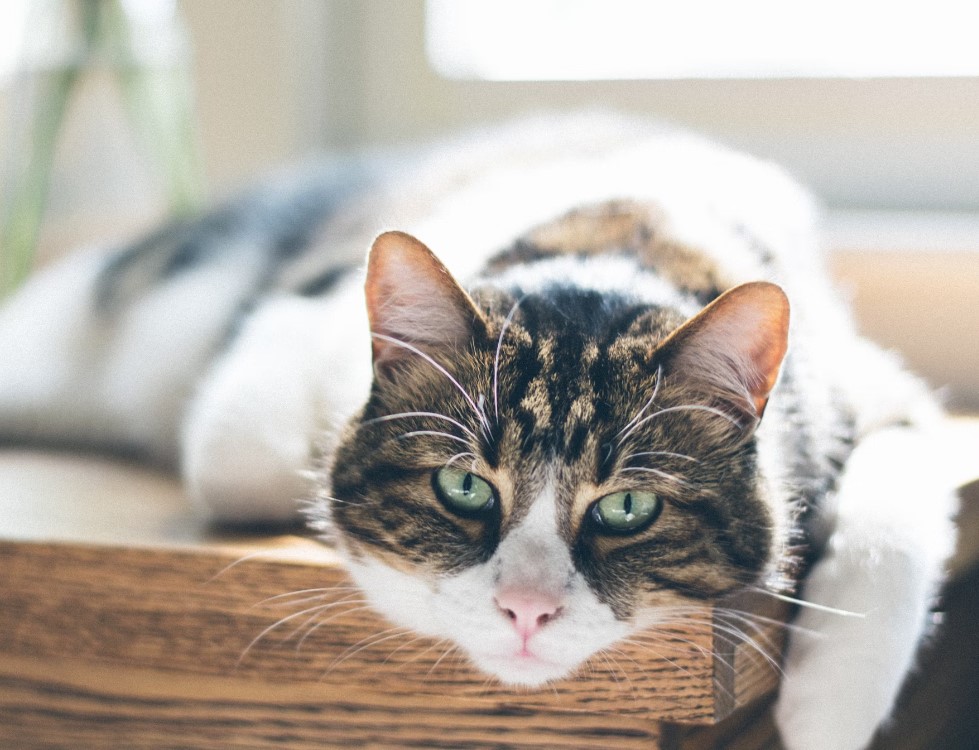 Kako se bira hrana za stare mačke?