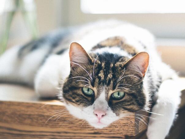 Kako se bira hrana za stare mačke?