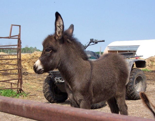Kako se zapravo zove mladunče magarca? Nije ono što vam prvo padne na pamet